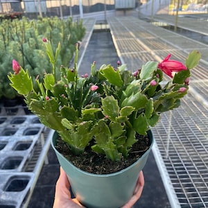 Christmas Cactus, Schlumbergera Truncata, Festive Crab Cactus, Flowering Easy Care Houseplant