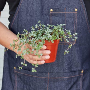 May include: A small, trailing plant with tiny, round, light green leaves spills from a terracotta-colored pot. The plant is held by a person wearing a dark blue denim apron with orange stitching.