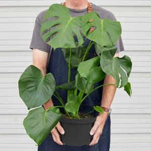 Monstera Deliciosa, Split Leaf Philodendron, Large Perforated Foliage, Easy Climbing Evergreen Houseplant