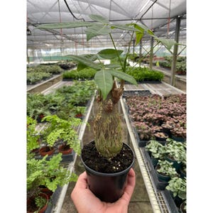 Money Tree Pachira Aquatica, Braided Guiana Chestnut, Feng Shui Indoor Bonsai, Beginner Friendly Air Purifier
