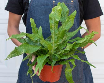 Crocodile Fern, Microsorum Musifolium, Exotic Leathery Foliage, Humidity Loving Statement Houseplant