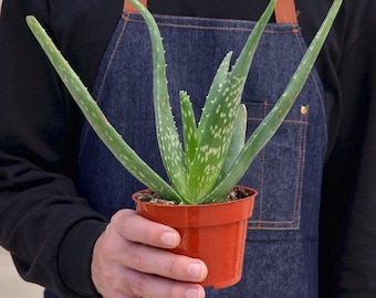 aloe vera vergeilt LR Aloe Vera Gelkonzentrat – LIENNA Inh. Vitali Still