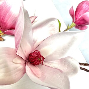 May include: A close-up of a pink magnolia flower with a white background. The flower has a pink center and white petals.