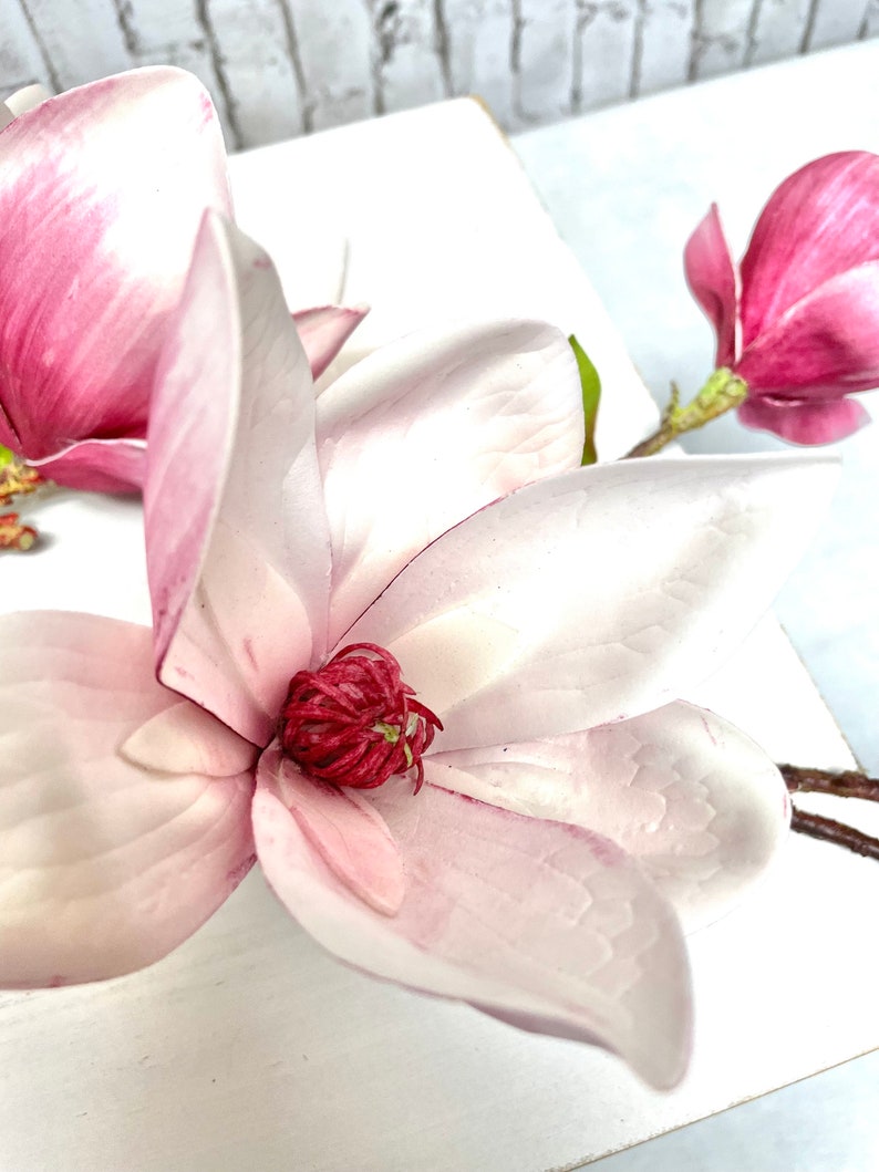 May include: A close-up of a pink magnolia flower with a white background. The flower has a pink center and white petals.