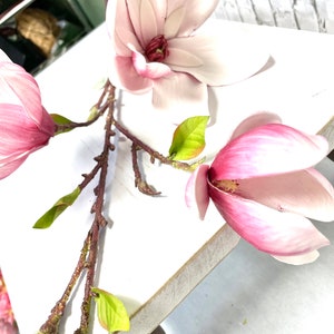 May include: A pink magnolia flower branch with three blossoms and green leaves. The branch is on a white wooden surface.