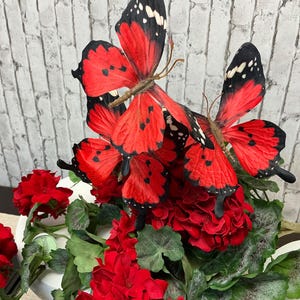 May include: A vibrant floral arrangement featuring red geraniums and several artificial butterflies. The butterflies have red wings with black spots and accents, and are perched atop the flowers. The arrangement is set against a white brick wall.