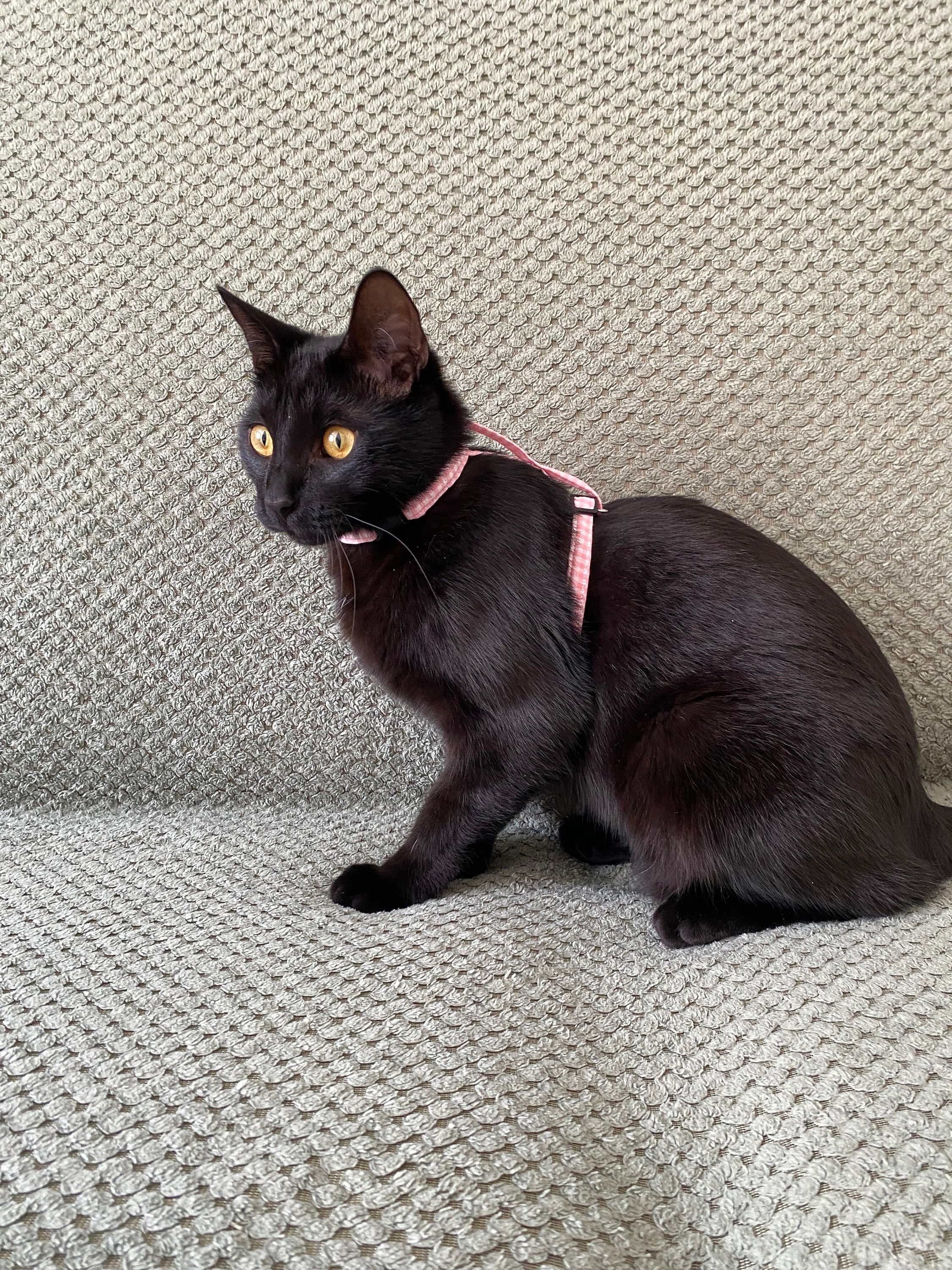 Handmade cat harness cheap