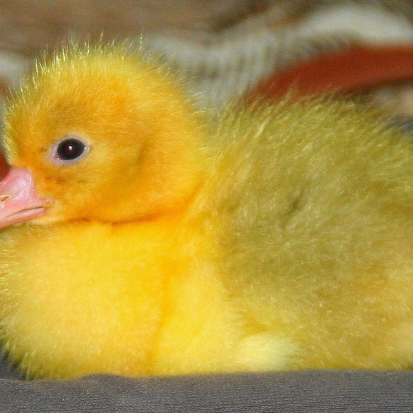 Pictures. A tame goose chick is playing with the children. Duck, chicken. To be printed, desktop graphics  wallpaper picture gift