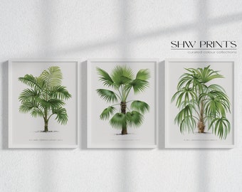 Vintage Palm Tree Wall Art Set of 3 | Vintage Botanical Art Prints | Tropical Print Set | Coastal Decor | Digital Download | ST02