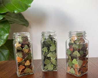 May include: Three clear glass jars filled with dried, heart-shaped leaves in shades of green, brown, and orange. The jars are arranged on a dark wooden surface, with a large green plant visible in the background.