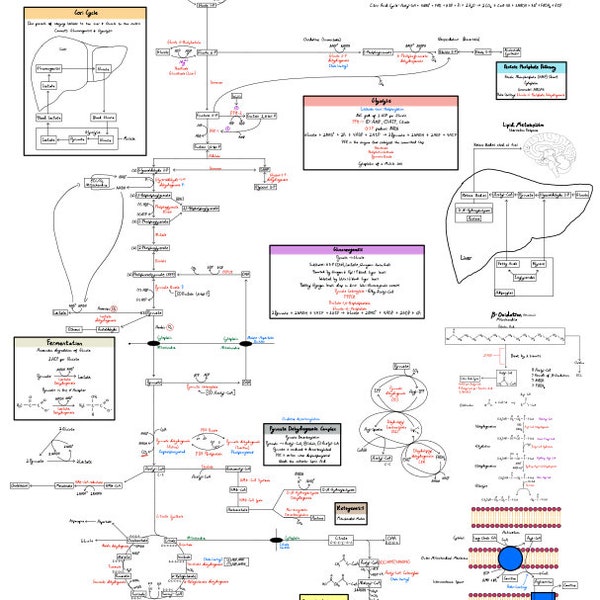 Complete MCAT & Biochem Metabolic Pathway Review Notes