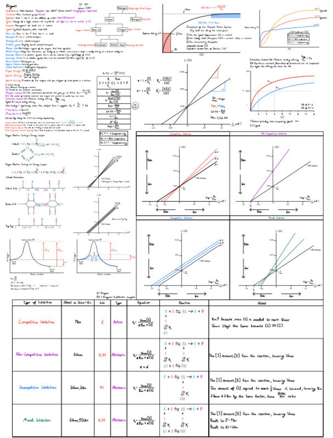 MCAT & Biochem Enzyme Review Notes - Etsy