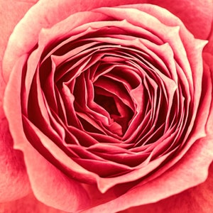 Modern Digital Flower Art - Pink Rose.  Instant Download. Unique stunning floral print can be used for tshirts, wall art, mugs and more!