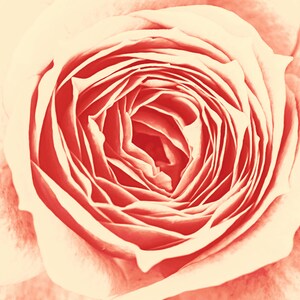 Modern Digital Flower Art - Blush Rose.  Instant Download. Unique stunning floral print can be used for tshirts, wall art, mugs and more!