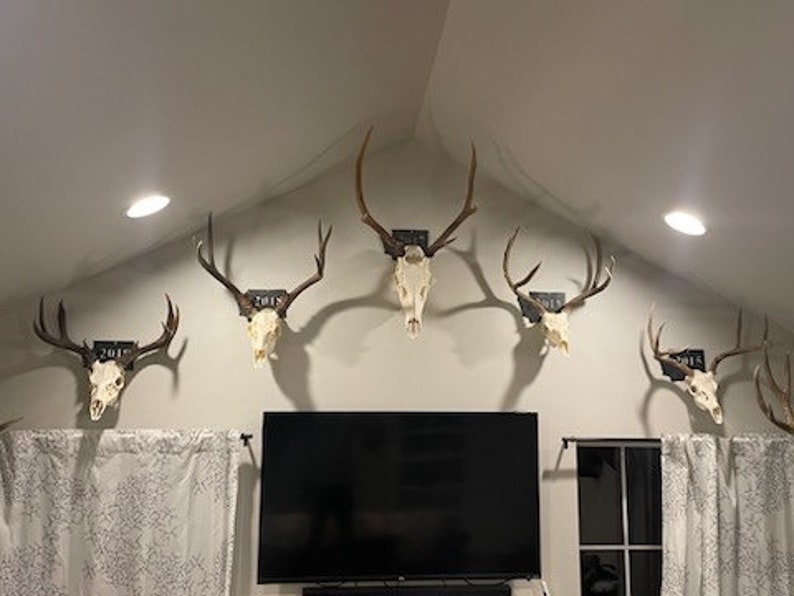 Euro Mount Skull Hanger Etsy