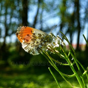 Premium Luster Framed Nature Art Print, Butterfly