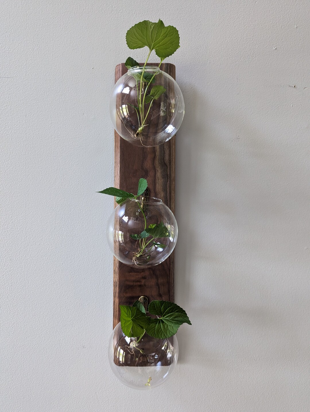 Walnut Wood Wall Mount Vases or Plant Propagation Station Etsy