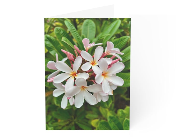 Pink and White Plumeria Flower Greeting Card