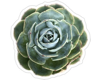 Blue Succulent Vinyl Die-Cut Stickers