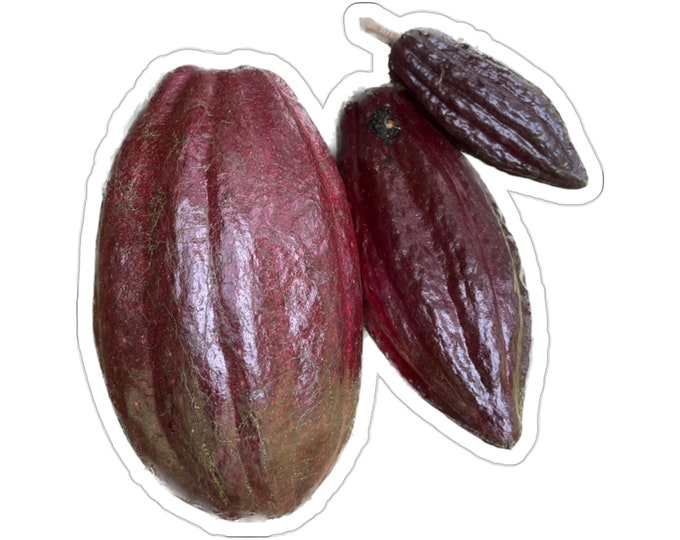 Cacao Pods Vinyl Die-Cut Stickers