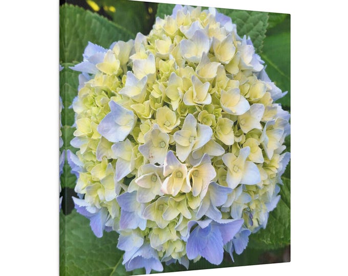 White Hydrangea Matte Canvas, Stretched, 0.75"