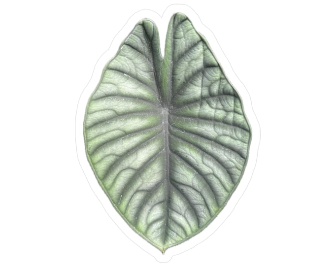 Alocasia Leaf Kiss-Cut Vinyl Decals