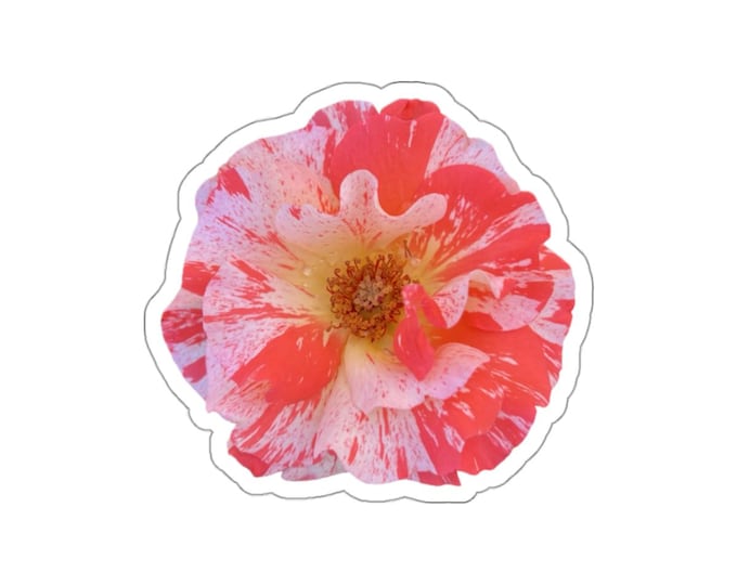 Open Pink Variegated Rose Die-Cut Stickers