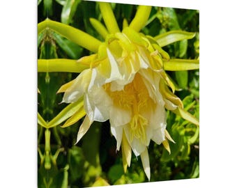 Dragon Fruit Cactus Flower, Matte Canvas, Stretched, 0.75"