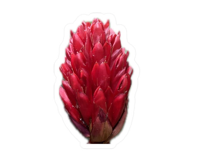 Red Ginger Vinyl Decals