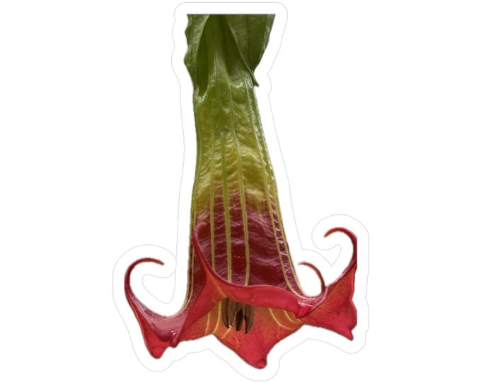 Red Angel's Trumpet Flower Vinyl Decal