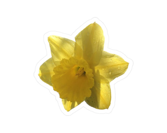 Yellow Daffodil Kiss-Cut Vinyl Decals