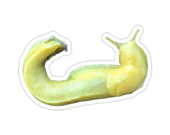 Banana Slug Vinyl Die-Cut Stickers
