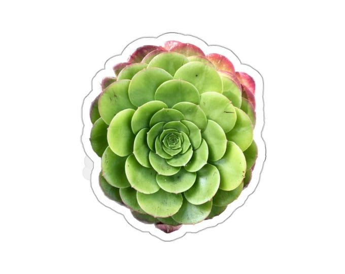 Green Succulent Vinyl Die-Cut Stickers
