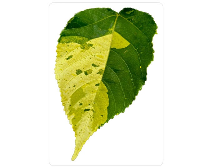 Variegated Hibiscus Leaf Vinyl Decals