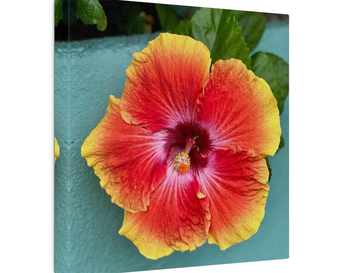Orange Hibiscus, Matte Canvas, Stretched, 0.75"