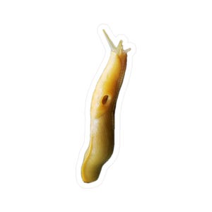 Banana Slug Kiss-Cut Vinyl Decals