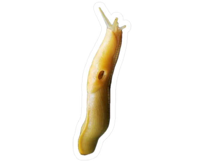 Banana Slug Kiss-Cut Vinyl Decals