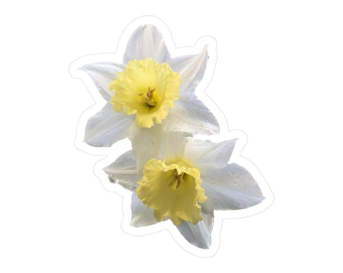 Daffodils Kiss-Cut Vinyl Decals