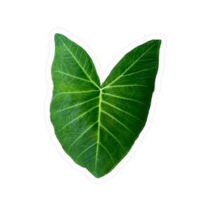 Tropical Taro Leaf Kiss-Cut Vinyl Decals