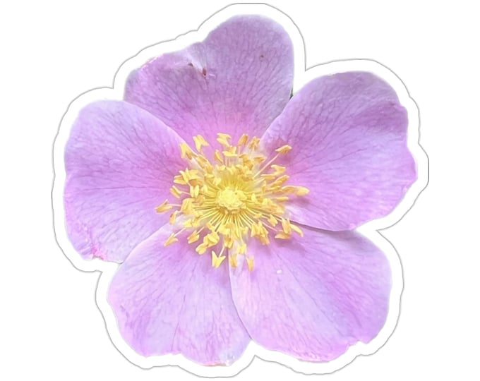 Wild Rose Vinyl Die-Cut Stickers