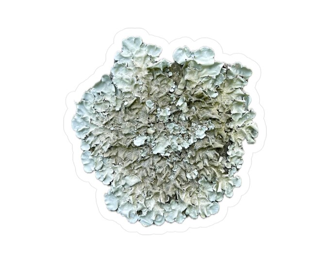 Lichen Vinyl Decals