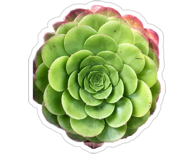 Green Succulent Vinyl Die-Cut Stickers