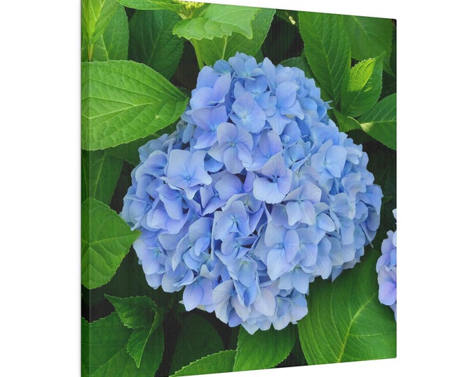 Blue Hydrangea Matte Canvas, Stretched, 0.75"