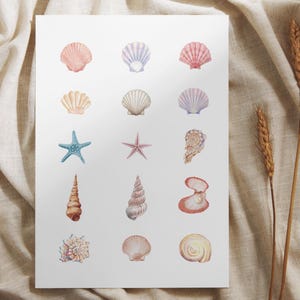 May include: A collection of 16 watercolor illustrations of seashells and starfish. The illustrations are in shades of pink, blue, purple, and brown.