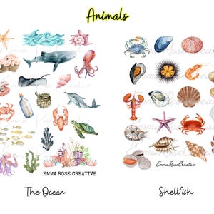 May include: Watercolour illustrations of ocean animals and shellfish. The ocean animals include a starfish, a wave, a seahorse, a whale, an octopus, a stingray, a dolphin, a crab, a lobster, a turtle, and seaweed. The shellfish include a clam, a mussel, a sea urchin, a scallop, a nautilus, a starfish, a crab, and a pelican.