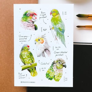 Adesivos de papagaios. Pássaros coloridos desenhados à mão em aquarela. Adesivos de bullet journal para calopsitas e periquitos, adesivos para planejador, adesivos para scrapbook.