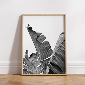 Pode incluir: Fotografia a preto e branco de folhas de bananeira numa moldura de madeira. As folhas est&atilde;o dispostas numa composi&ccedil;&atilde;o vertical, com as pontas das folhas a apontar para o topo da moldura.