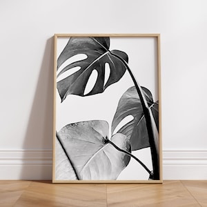Pode incluir: Ilustra&ccedil;&atilde;o em preto e branco de folhas de monstera em uma moldura simples. As folhas s&atilde;o grandes e t&ecirc;m uma forma distintiva com furos.