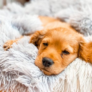 May include: A small, light brown puppy is sleeping on a fluffy, gray blanket. The puppy's eyes are closed and its paws are tucked under its body.