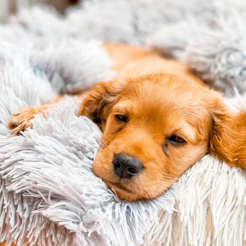 May include: A small, light brown puppy is sleeping on a fluffy, gray blanket. The puppy's eyes are closed and its paws are tucked under its body.